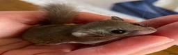 Mouse rodents for sale: African pygmy dormice!  - Advert 1