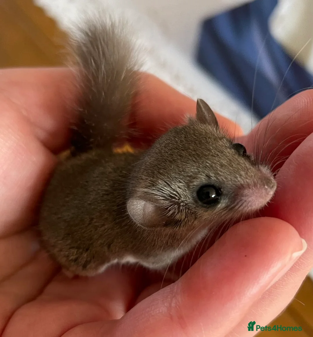 Mouse rodents for sale: African pygmy dormice!  - Advert 1