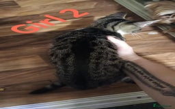 Bengal cats for sale: Bengal cross kittens ready now  - Image 4