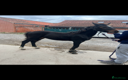 Friesian horses for sale: Gorgeous Friesian x Irish Draft  - Image 5