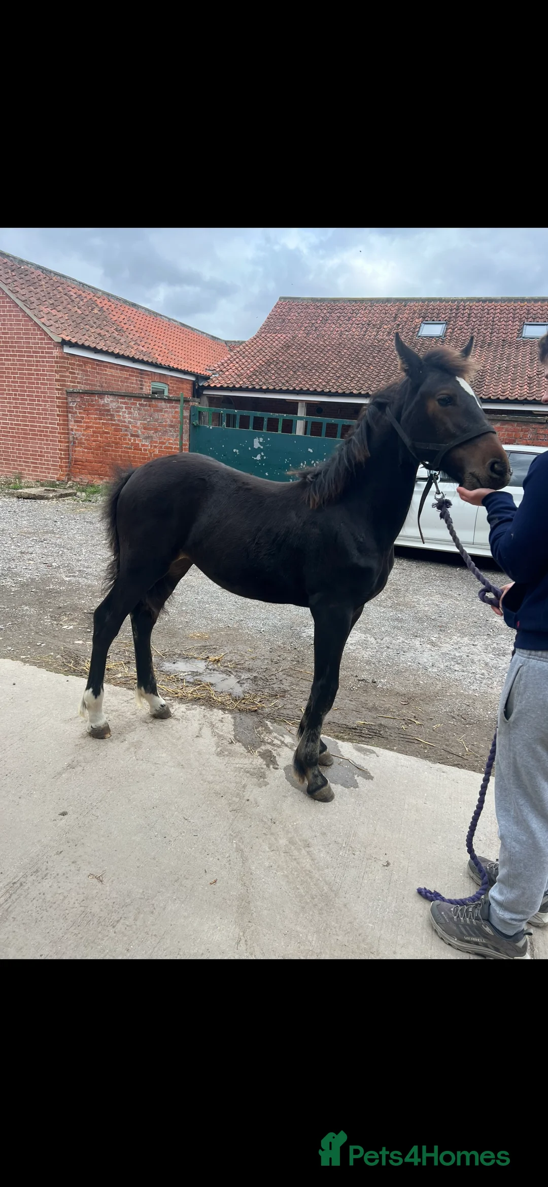 Friesian horses for sale: A Very Special Friesian x Irish Draught  - Advert 7