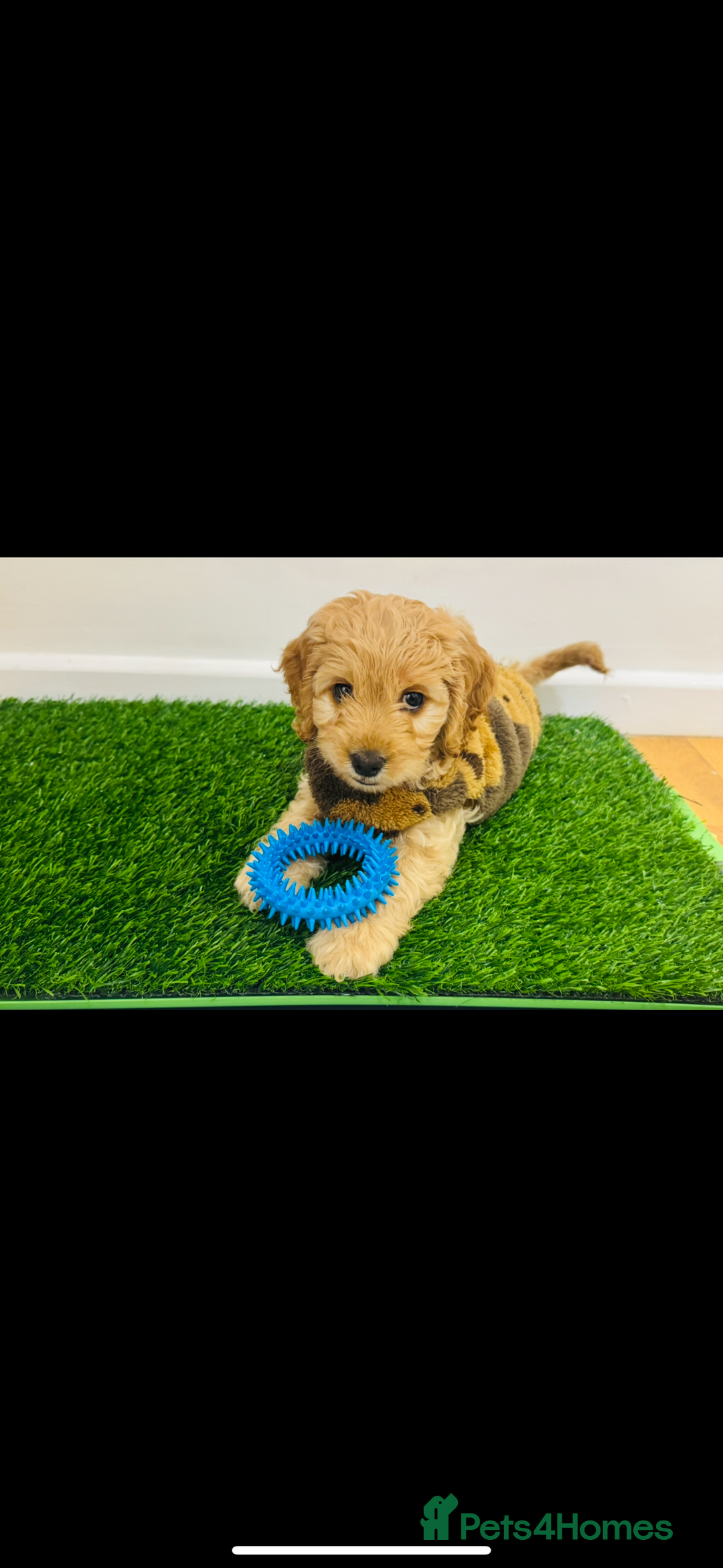 Cockapoo dogs for sale: Male Cockerpoo - Advert 2