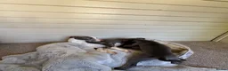 Whippet dogs for sale: Blue Whippet Boy Pup Ready Now - Advert 6