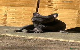 French Bulldog dogs for sale: French bulldog puppies  - Image 18