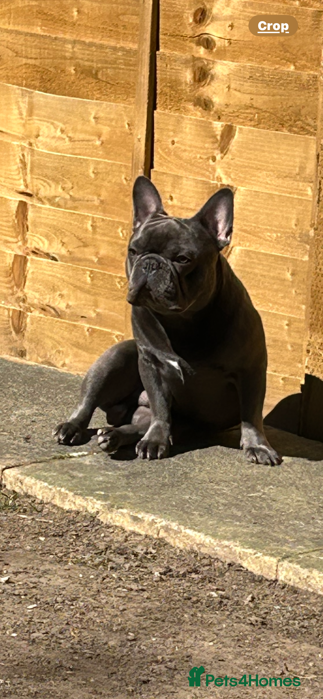 French Bulldog dogs for sale: French bulldog puppies  - Image 18