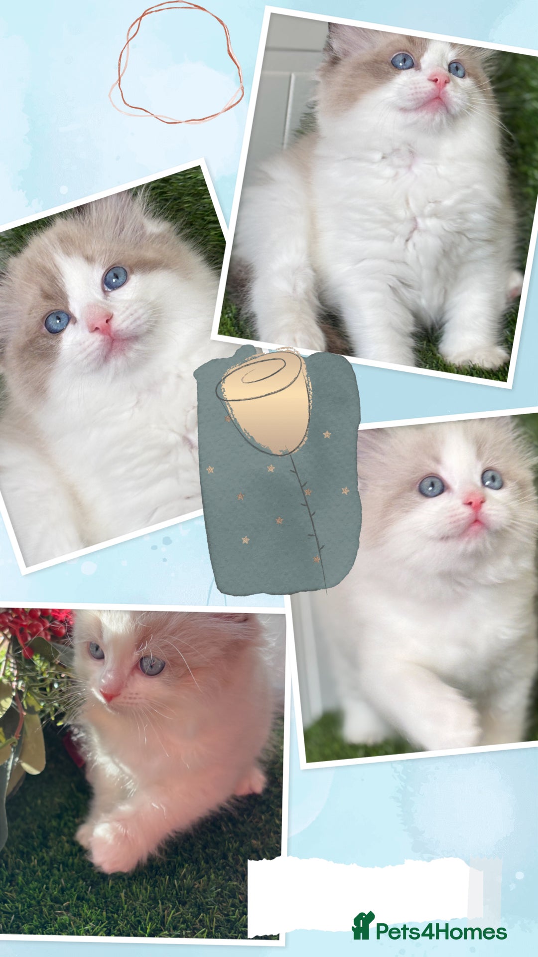 Ragdoll cats for sale: Beautiful two GCCF kittens. Blue Bicolour Ragdolls - Advert 16