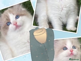 Ragdoll cats Beautiful two GCCF kittens. Blue Bicolour Ragdolls - Advert 2