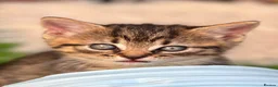 Mixed Breed cats for sale: Beautiful calico female kitten - READY NOW - Advert 2