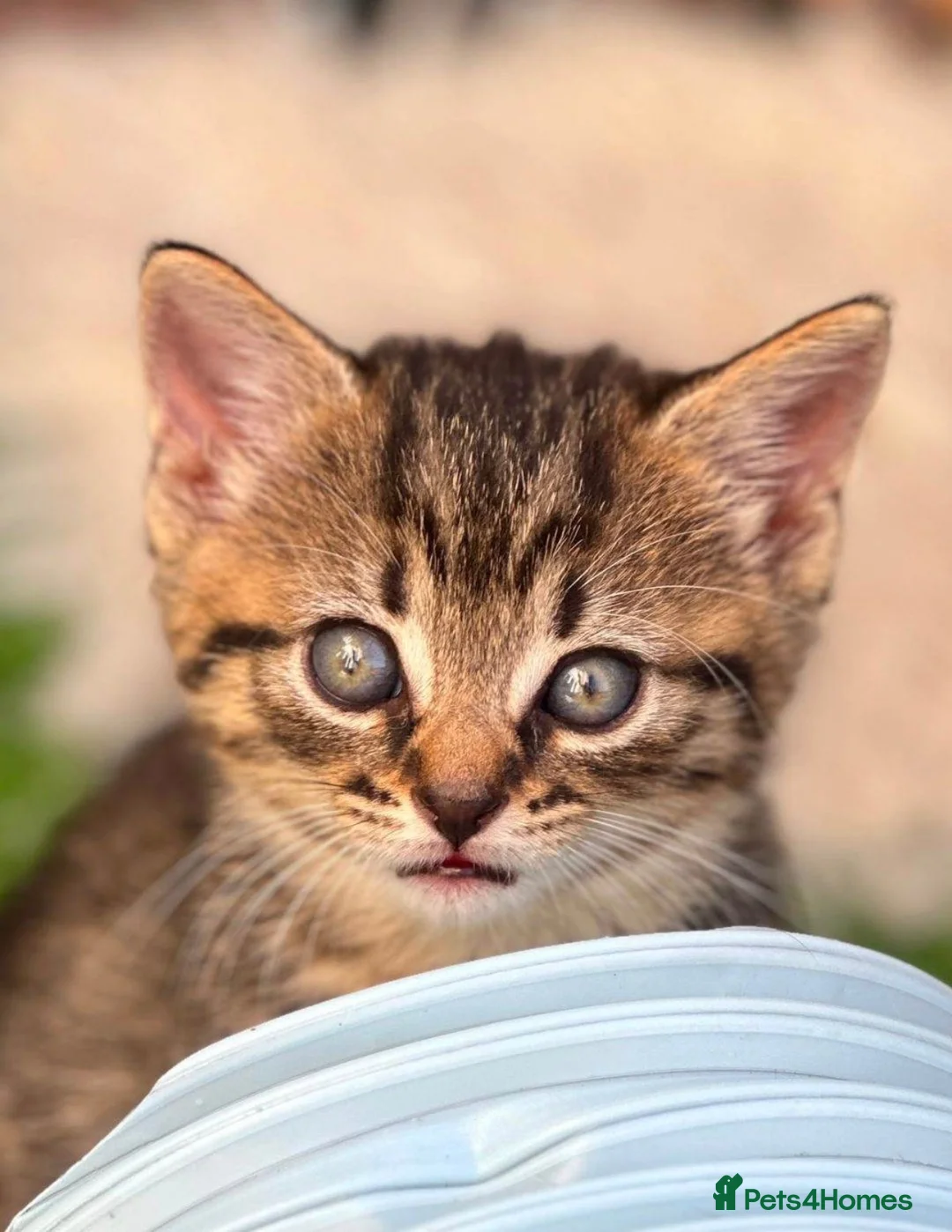Mixed Breed cats for sale: Beautiful calico female kitten - READY NOW - Advert 2