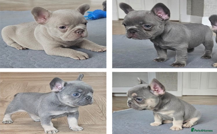 French Bulldog dogs - Advert 2