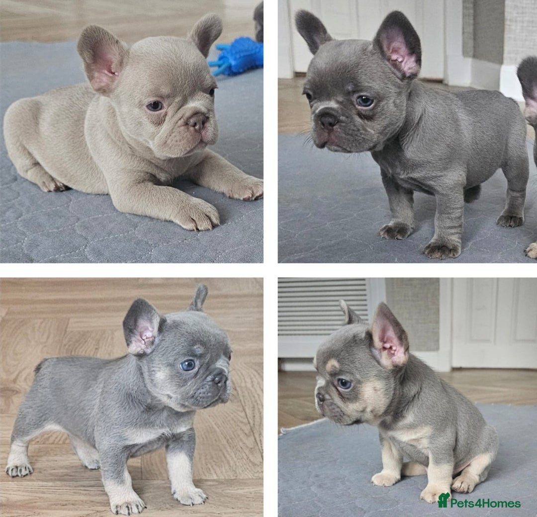 French Bulldog dogs for sale: French bulldog pups - Image 1