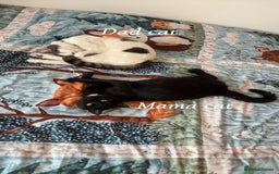 Mixed Breed cats for sale: 4 beautiful kittens for sale, available Halloween - Image 9