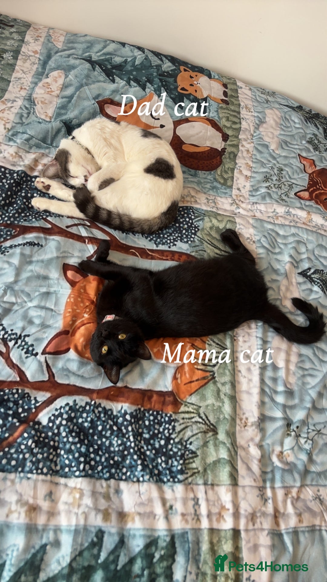 Mixed Breed cats for sale: 4 beautiful kittens for sale, available Halloween - Image 9