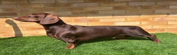 Dachshund dogs for stud: Standard dachshund for stud in London - Advert 5