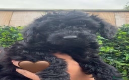 Labradoodle dogs for sale: F1bb labradoodle puppies black curly coat 🧬 clear - Image 31
