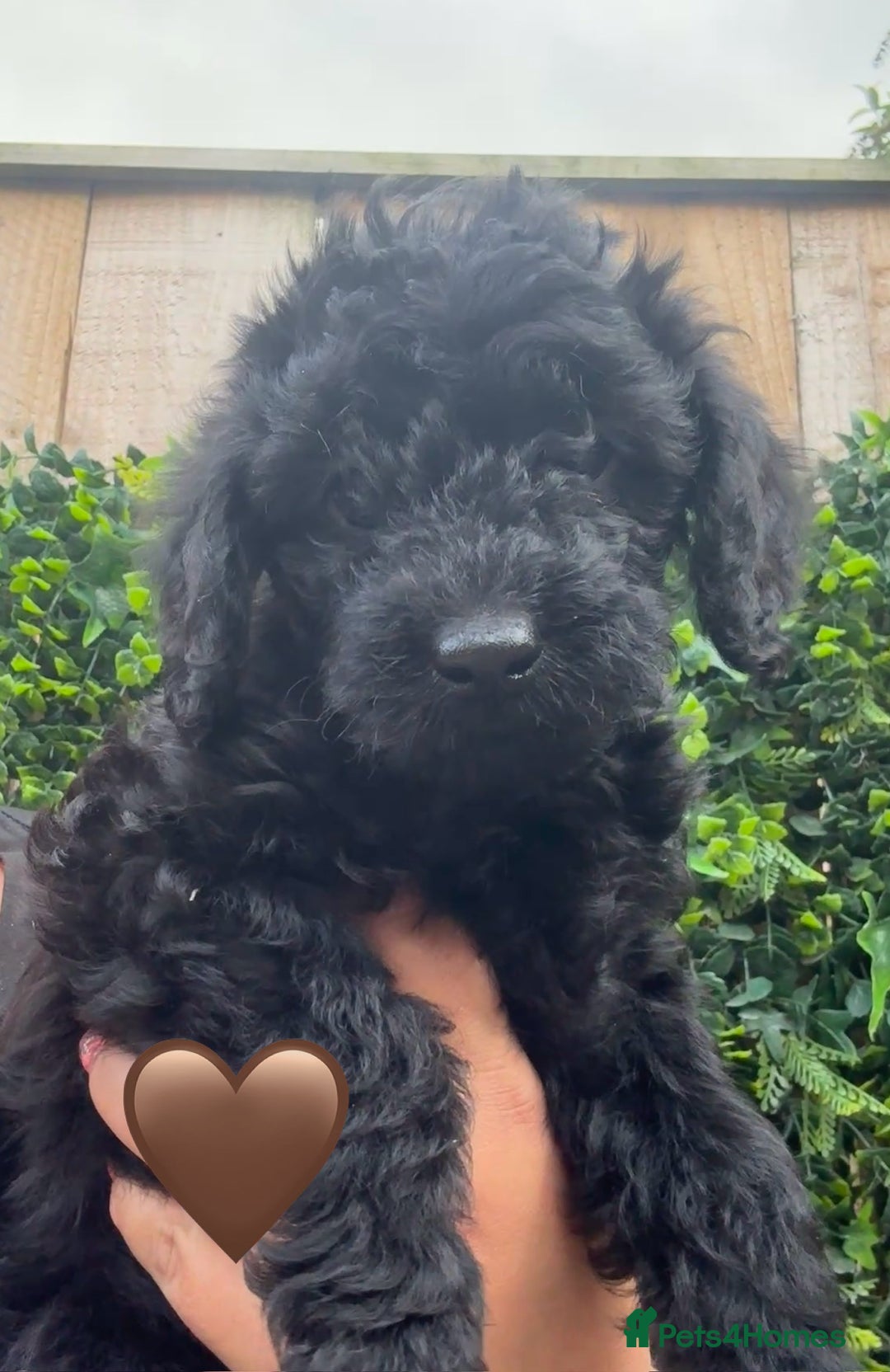 Labradoodle dogs for sale: F1bb labradoodle puppies black curly coat 🧬 clear - Image 31