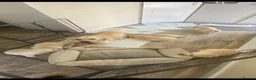 Golden Retriever dogs for sale: KC-DNA Chunky fluffy goldies.  - Advert 17