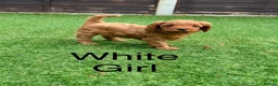 Cavapoo dogs for sale: Backcrossed/ F1b cavapoo - Advert 12