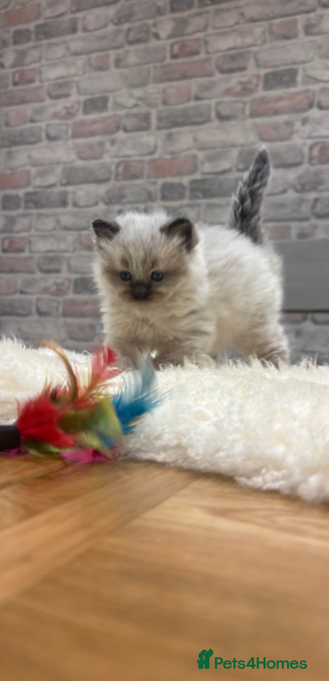 Ragdoll cats for sale: Gorgeous Ragdoll Seal Mink kittens TICA Registered - Advert 9