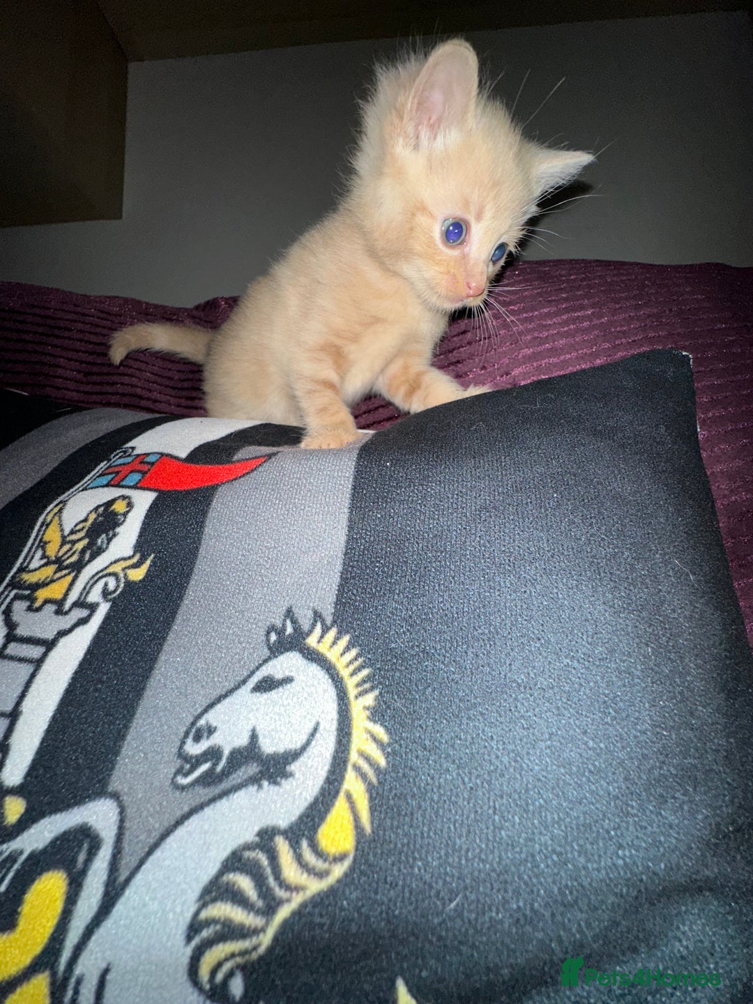 Mixed Breed cats for sale: Little boy  - Advert 5
