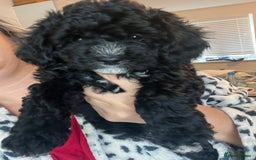 Maltipoo dogs for sale: REDUCED last girl Unique maltipoo litter 🐶🩷🩵 - Image 9