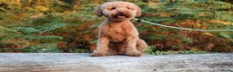 Miniature Poodle dogs for stud: RUPERT MINIATURE POODLE in Southampton - Advert 7