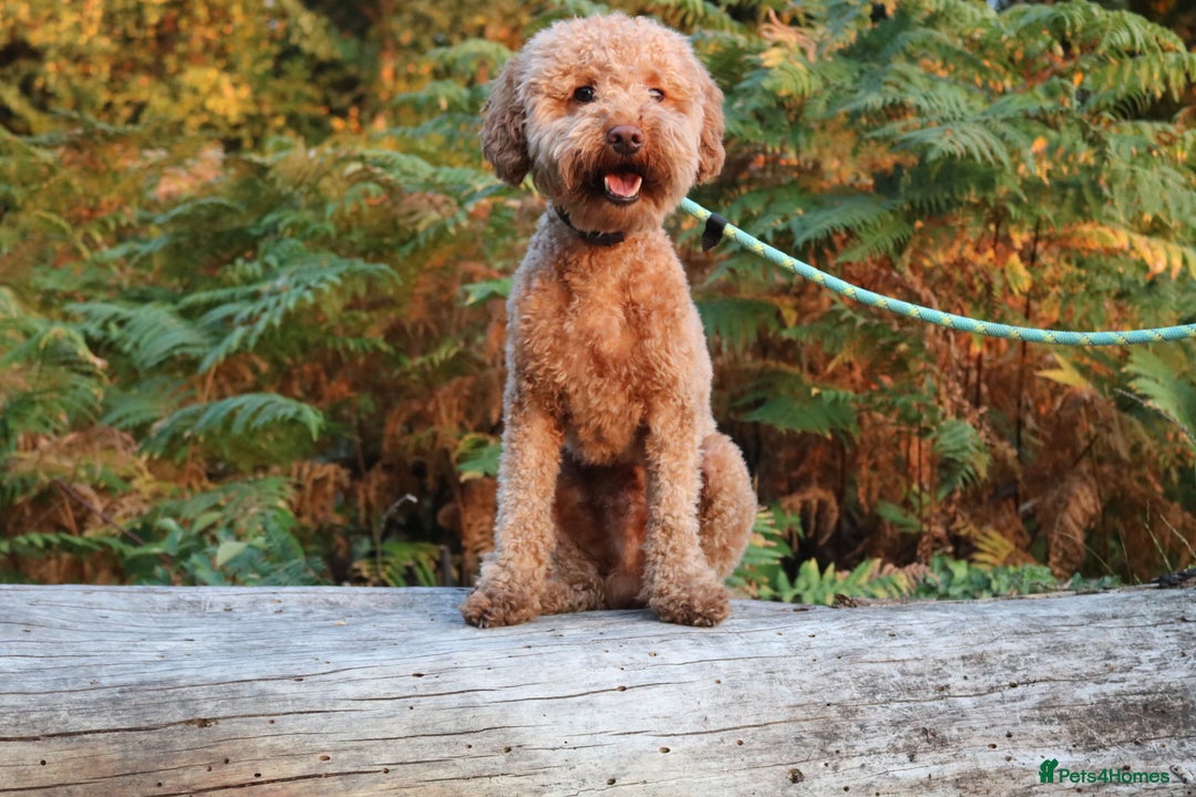 Miniature Poodle dogs for stud: RUPERT MINIATURE POODLE in Southampton - Advert 7
