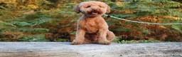 Miniature Poodle dogs for stud: RUPERT MINIATURE POODLE in Southampton - Advert 7