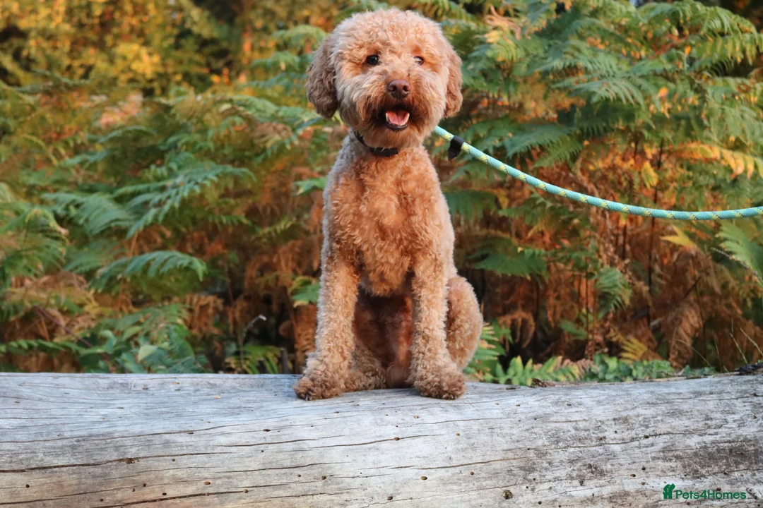 Miniature Poodle dogs for stud: RUPERT MINIATURE POODLE in Southampton - Advert 7