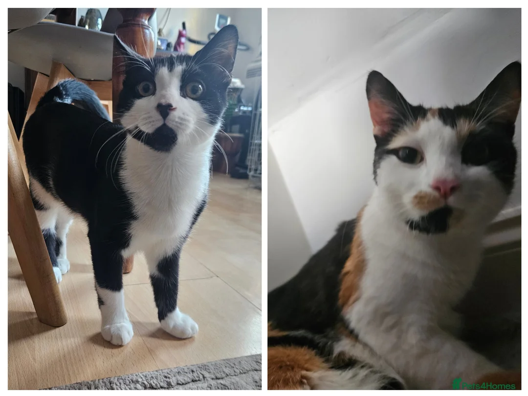 Domestic Shorthair cats for sale: 5 month old kitten - Advert 2