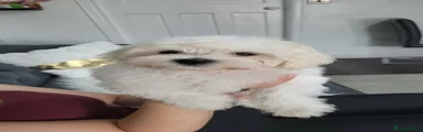 Mussy