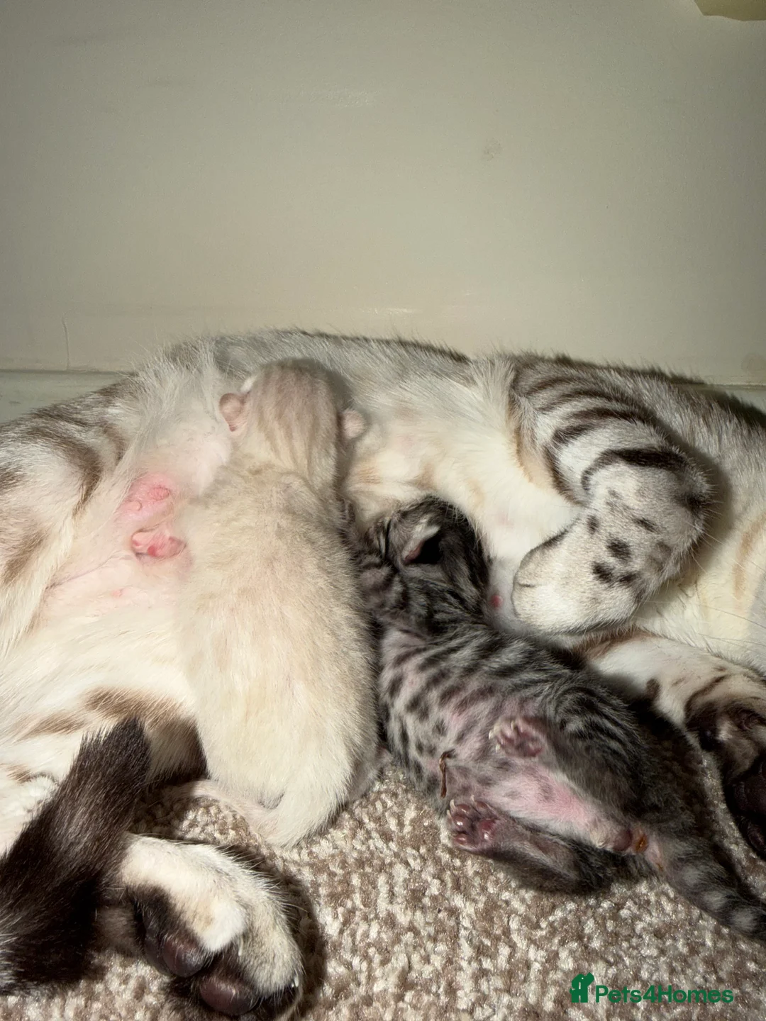 Bengal cats for sale: Bengal kittens  - Advert 7