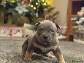 American Bully dogs American Pocket Bully Puppies - Advert 1