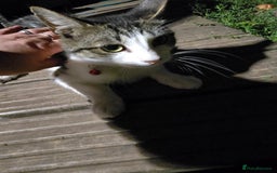 Mixed Breed cats for sale: Cat mixed  - Image 8
