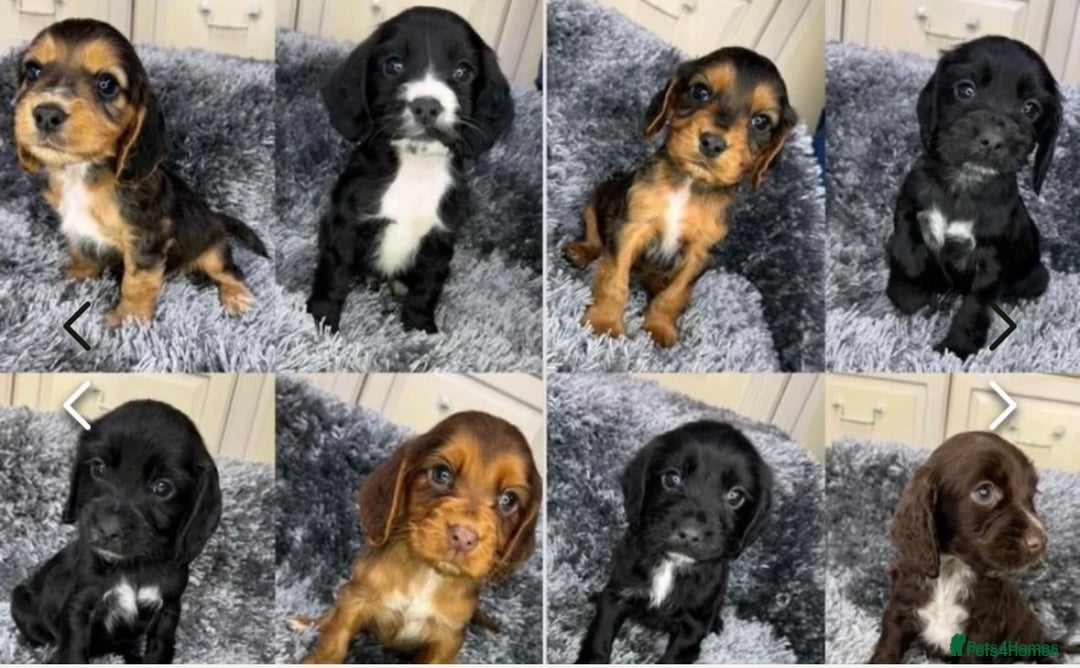 Cocker Spaniel dogs for stud: Proven KC Working cocker spaniel standing at stud in Wigan - Advert 7