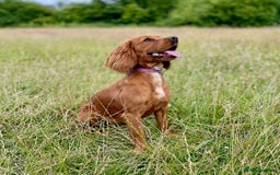 Cockapoo dogs for sale: Viewing now, Liverpool, Adorable Cockapoo Puppies - Image 7