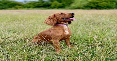 Cockapoo dogs - Advert 1