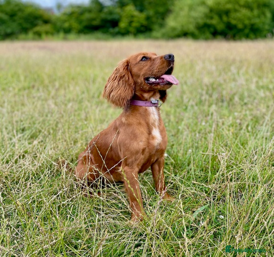Cockapoo dogs for sale: Viewing now, Liverpool, Adorable Cockapoo Puppies - Image 7