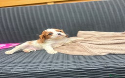 Cavalier King Charles Spaniel dogs for sale: Gorgeous King Charles cavalier puppies - Image 2