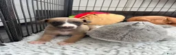 Whippet dogs for sale: KC Registered Whippet Puppies - Advert 1