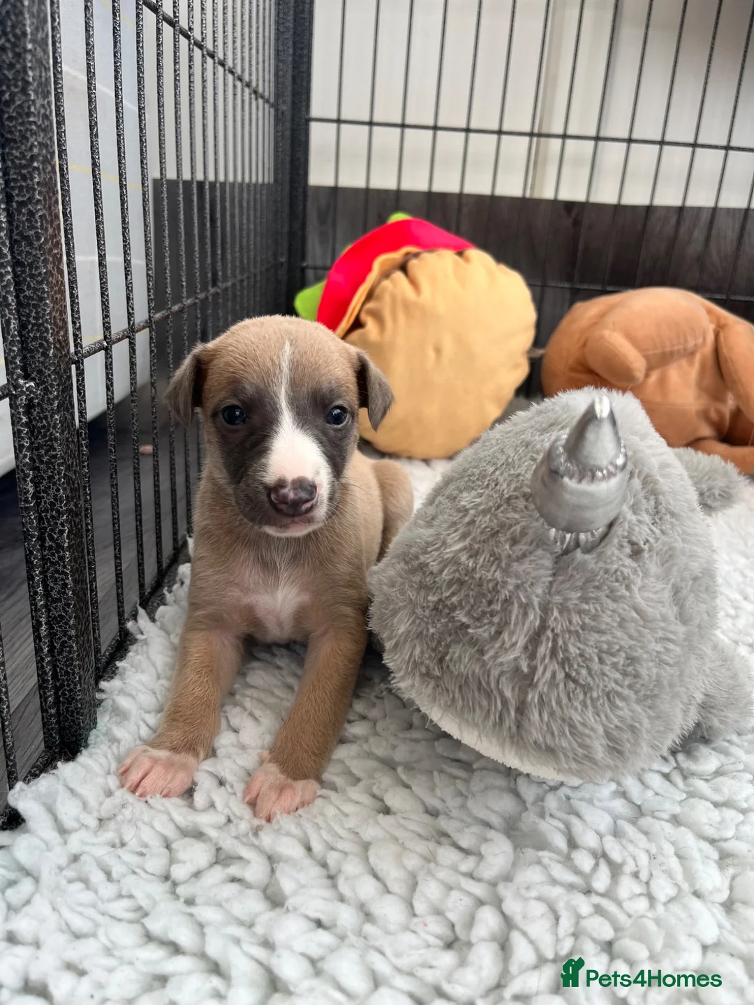 Whippet dogs for sale: KC Registered Whippet Puppies - Advert 1