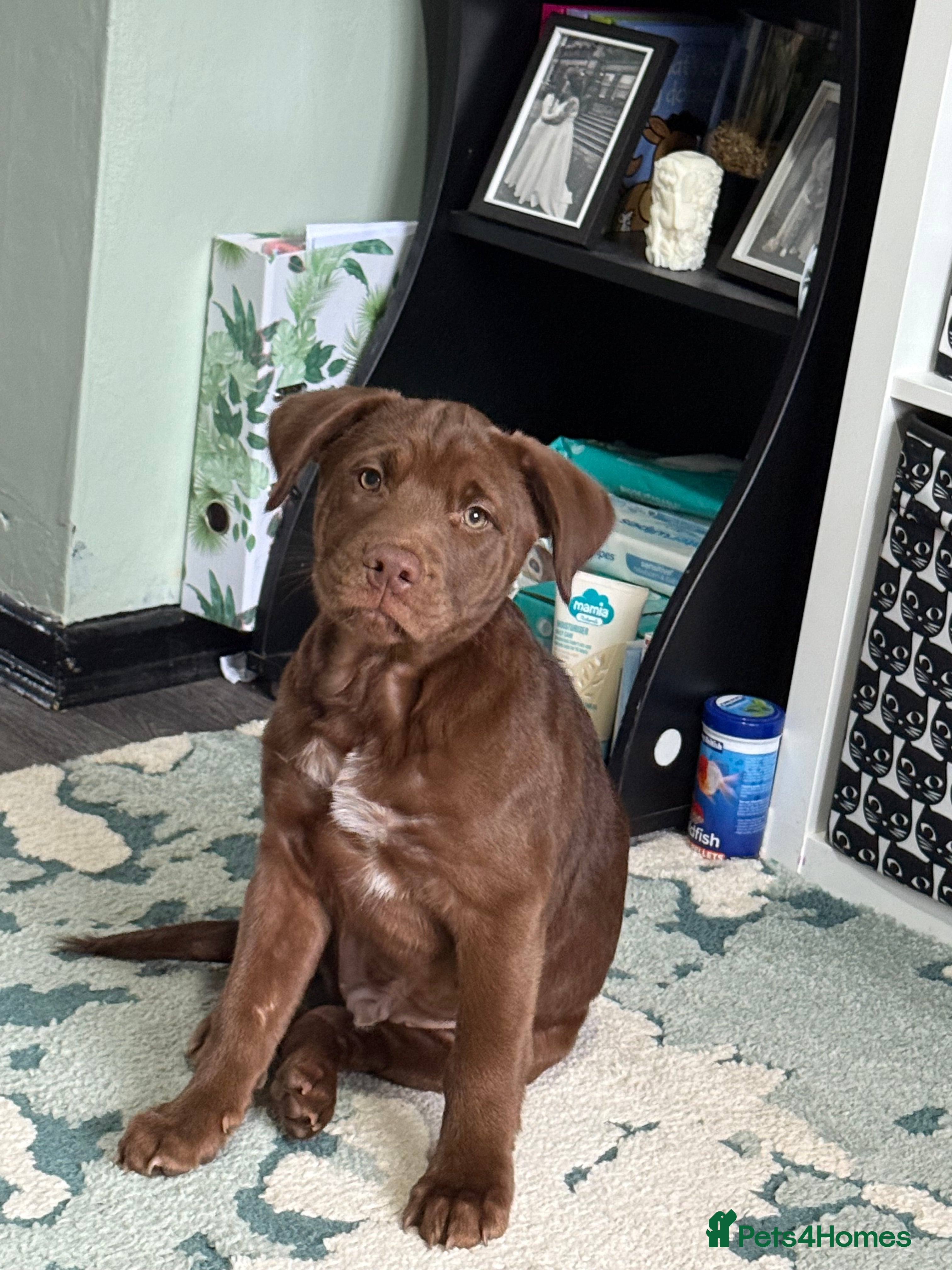 Mixed Breed dogs Chocolate staff puppy - Advert 12