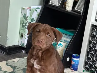 Mixed Breed dogs Chocolate staff puppy - Advert 12