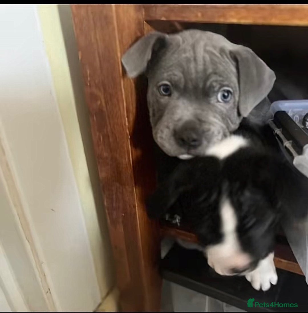 Staffordshire Bull Terrier dogs for stud: “Dior” American Staffordshire Bull Terrier Stud - Advert 8