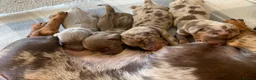 Miniature Dachshund dogs for sale: Beautiful Miniature dachshund puppies - Advert 6