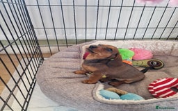 Dachshund dogs for sale: Champion sired, show quality miniature, ready now. - Image 9