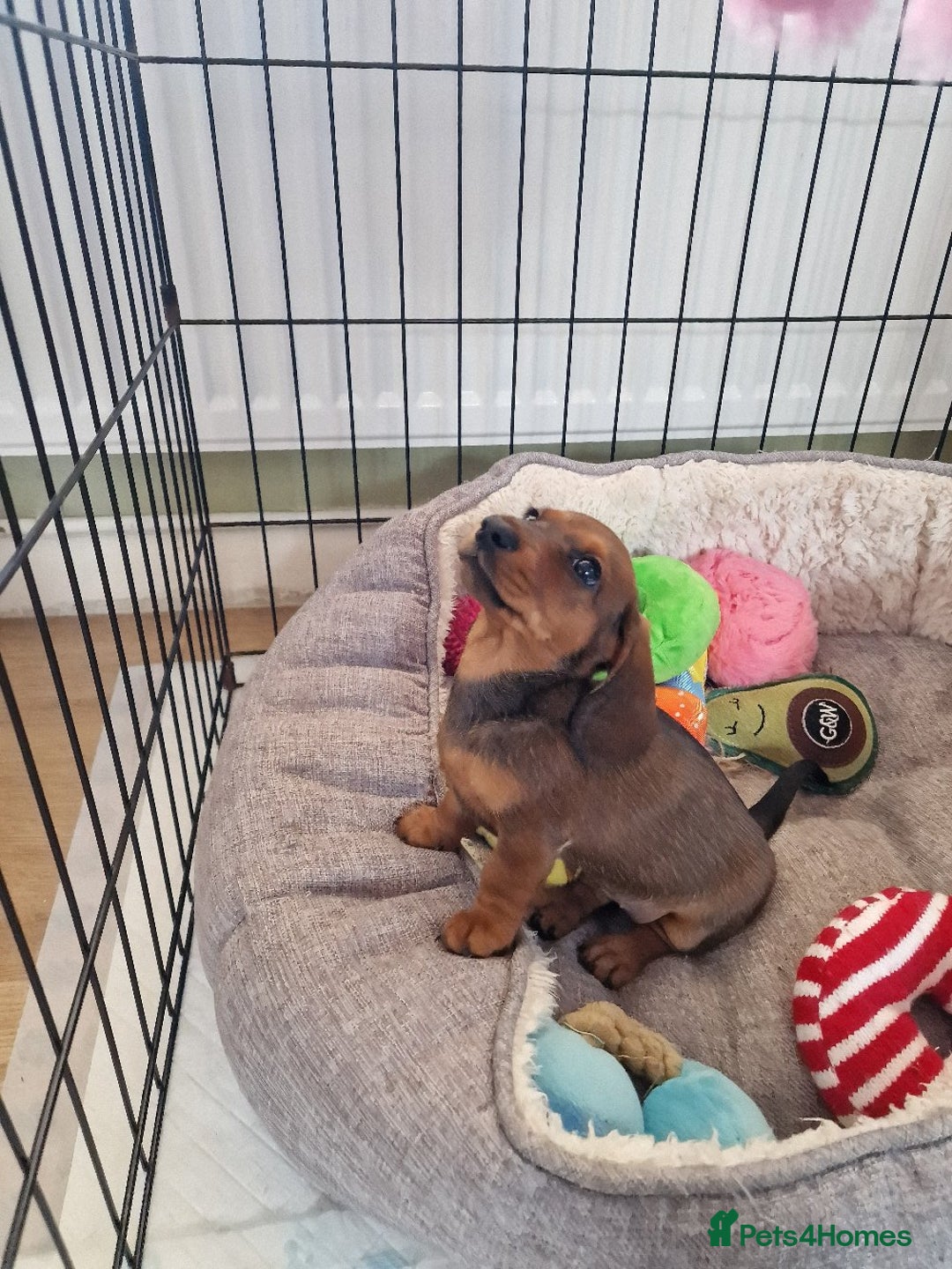 Dachshund dogs for sale: Champion sired, show quality miniature, ready now. - Image 9
