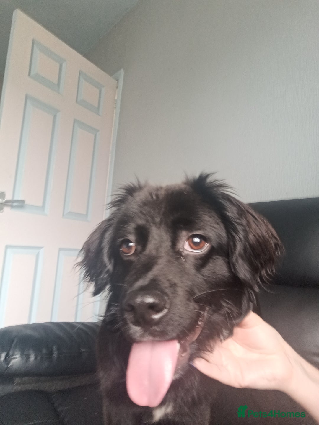 Mixed Breed dogs for sale: 9 month old puppy  - Image 1