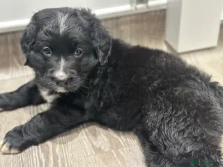 Bernese Mountain Dog dogs Wonderful litter of Golden Mountain Dogs - Advert 4