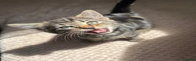 Domestic Shorthair 4